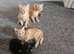 4 beautiful kittens left
