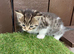 Calico x Siberian Forest Cat