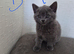 Male BSH X kitten for sale