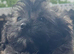 Poodle cross Pomeranian