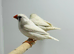 Zebra finches