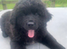 8 week old male black