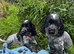 Stunning show type cocker spaniel puppies