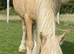 14.2 palomino ride and drive