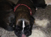 KC boxer puppies