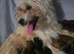 Ready for Forever Homes Yorkshire Terrier Puppies 2 boys left