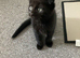 Scottish fold mix ready to leave