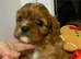 Queenie kennel club female