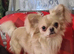 Male chihuahua
