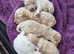 Cockerpoo puppies