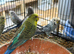 Black wing budgies available