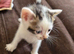Reduced price bengal cross kittens