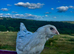 POINT OF LAY HENS AVAILABLE. SOUTH WALES.