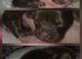 Imperial Shih Tzu Puppies
