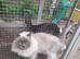 Ragdoll