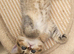 Chinchilla Scottish Fold kittens