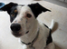 Marley 1 years old border collie