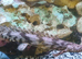 Endlicheri Endlicheri Bichir