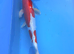 HUGE VARIETY PREMIUM KOI
