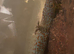 Pair of Tokays with 2 Vivs