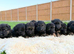 Gorgeous KC long haired german shepherd puppies