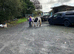 Gypsy cob west wales
