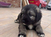 Puppies