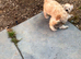 Toy poddle pups