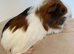Sweet guinea pig girl looking for new home, based in Dunfermline