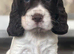 Beautiful full show cocker spaniels