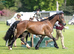 Well Bred Registered Welsh D