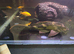 Common pleco