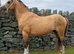 Rolo 3 yr old sec a colt.