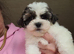 Beautiful boy shih poo