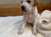 Pointer puppies/ Working & Champion Bloodlines