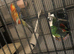 X2 red rump parkeets