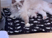 Lilac Mitted Active GCCF ragdoll female