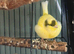Canaries and gouldians for sale