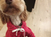 Cockapoo female