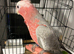 Handrewred super tame baby
