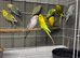 Budgies and zebra finches for sale