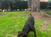 18 month old Patterdale Terrier