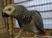 African Grey female