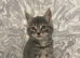Grey Tiger Stripped Maine Coon /Ragdoll X