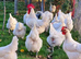 La Bresse de Gallouise - Hatching Eggs only