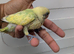 2 Beautiful Baby Love Birds for Sale