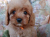 Cavapoo puppies