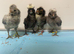 Stunning Bantam Polish Chicks