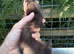 Semi angora dark sable Jill ferret