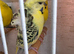 TCB helicopter budgie pairs